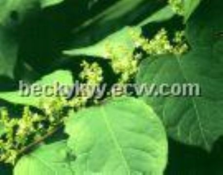  Giant Knotweed Extract